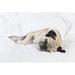 Ebern Designs Pug Lying in Bed by Purple_Queue - Wrapped Canvas Photograph Canvas | 8 H x 12 W x 1.25 D in | Wayfair