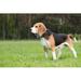 Ebern Designs Beagle Standing - Wrapped Canvas Photograph Canvas | 8 H x 12 W x 1.25 D in | Wayfair 0A67DAEA25D84B0484115590ADEA2656