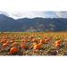 Millwood Pines Keremeos Pumpkin Patch by Maxvis - Wrapped Canvas Photograph Canvas | 12 H x 18 W x 1.25 D in | Wayfair