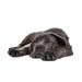 Ebern Designs Cane Corso Puppy Dog - Wrapped Canvas Photograph Canvas | 8 H x 12 W x 1.25 D in | Wayfair E3B3B0722D1A4C5FB43AE0684EE5921B