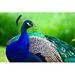 Dakota Fields Regal Male Peacock by Missdaredevil - Wrapped Canvas Photograph Canvas | 8 H x 12 W x 1.25 D in | Wayfair