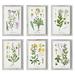 Lark Manor™ Andel Perennial Botanical Study - 6 Piece Picture Frame Painting Set Paper, in Brown/Green/Yellow | 27 H x 28.5 W x 0.75 D in | Wayfair