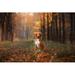 Millwood Pines Nova Scotia Duck Tolling Retriever by Anna-Av - Wrapped Canvas Photograph Canvas | 8 H x 12 W x 1.25 D in | Wayfair