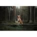 Ebern Designs Nova Scotia Duck Tolling Retriever by Anna-Av - Wrapped Canvas Photograph Canvas in White | 24 H x 36 W x 1.25 D in | Wayfair