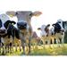 Gracie Oaks Simmental Cows by Astrid860 - Wrapped Canvas Photograph Canvas | 8 H x 12 W x 1.25 D in | Wayfair 364D2F9E1F76408883835830A0FE8D40