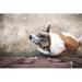 Ebern Designs Small Dog - Wrapped Canvas Photograph Canvas | 20 H x 30 W x 1.25 D in | Wayfair A67364C20AAA4BF5BE0269076E0C5AEA