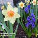 Daffodil Blushing Lady