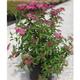 Spiraea japonica Plant - Double Play Artist