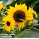 Sunflower 'Dancing Sun'