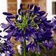 Agapanthus 'Flower of Love'