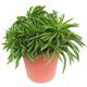 Peperomia Happy Bean Indoor Plant For Home Or Office | 15-25cm With Pot