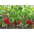 30 Organic Naga Viper Chili Chilli Seeds Samen Semi Sementi Somen Graines Nasiona Zaad Zaden Sementes Siemenet Semillas 3rd World's Hottest