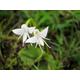 50Pcs Angel Orchid | Habenaria Grandifloriformis Flower Seeds Plant Seed | Code 58