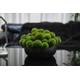 Green Dianthus in A Black Bowl