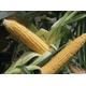 Golden Bantam Organic Corn Seeds, Corn, Early Crop Delicious Sweet Tender Easy To Grow, Long Ear Roasting