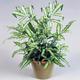 Pteris Albolineata | Best Indoor Plants 25-35cm Potted Cretan Brake Fern