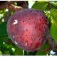Annona Reticulata Custard Apple Chirimoya Corazón - 10 Seeds For Planting Wild Sweetsop, Soursop & Bullock's Heart