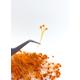 Dried Orange Small Broom Bloom Flowers | Resin Flowers Home Decor Terrarium Plant Soap Candle Making Tiny Epoxy Jewelry Supply