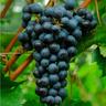 Uva da vino rosso 'Merlot'