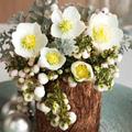 Christmas Rose Plant