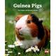 PM Orange: Guinea Pigs (PM Non-fiction) Level 15/16 x 6