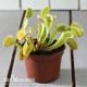 Dionaea Muscipula (Venus Fly Trap)