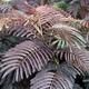 YouGarden Albizia Summer Chocolate in 2L Pot