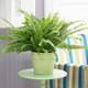 YouGarden Nephrolepis Sonata (Boston Fern) In 19Cm Hanging Grow Pot