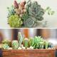 YouGarden Set Of 12 Indoor Plant Mix 6 Succulents And 6 Cacti In 5.5Cm Grow Pots
