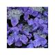 Hydrangea Macrophylla Teller Blue