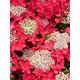 Hydrangea Macrophylla Teller Red