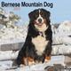 Bernese Mountain Dog 2023 Wall Calendar