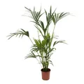 24Cm Kentia Palm