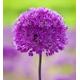 Allium hollandicum 'Purple Sensation' (1 x 2 litre pot (3 bulbs per pot))