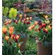 Lily-flowered Tulip Pot Collection (15 bulbs)