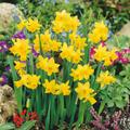 Dwarf Daffodill Narcissus Tete A Tete 1L