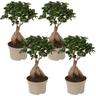 Plant In A Box - Bonsaï Ficus Ginseng - Set de 4 - Pot 12cm - Hauteur 30-40cm