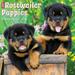 Just Rottweiler Puppies 2024 12 X 12 Wall Calendar (Calendar)