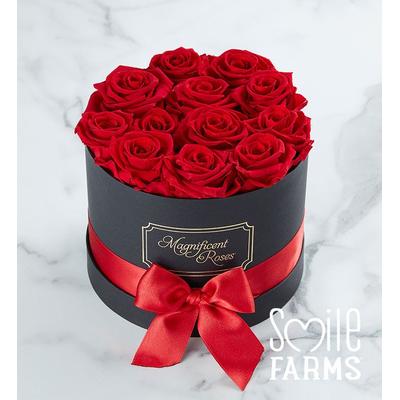 1-800-Flowers Flower Delivery Magnificent Roses Preserved Red Roses One Dozen