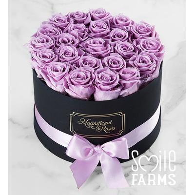 1-800-Flowers Flower Delivery Magnificent Roses Preserved Lavender Roses Two Dozen