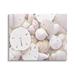 Stupell Industries Mixed Sand Dollar Shells Canvas Wall Art By Lil' Rue Canvas in White | 24 H x 30 W x 1.5 D in | Wayfair as-682_cn_24x30