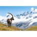 Millwood Pines Alpine Ibex - Wrapped Canvas Photograph Canvas | 20 H x 30 W x 1.25 D in | Wayfair 1E882C517A244E80A08B32F22CE4911B