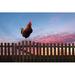 Gracie Oaks Rooster Crowing on a Wooden Fence at Sunrise - Wrapped Canvas Photograph Canvas | 20 H x 30 W x 1.25 D in | Wayfair