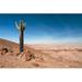 Union Rustic Reserve of Pampa Galeras Near Nazca, Peru by Luigimorbidelli - Wrapped Canvas Photograph Canvas in White | Wayfair