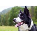 Millwood Pines Border Collie Herding Dog Breed by Ocskaymark - Wrapped Canvas Photograph Canvas | 12 H x 18 W x 1.25 D in | Wayfair