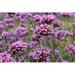Ebern Designs Verbena Bonariensis Flower - Wrapped Canvas Photograph Canvas | 12 H x 18 W x 1.25 D in | Wayfair 79FF544E746D4D7A88FF0001D1BDB289