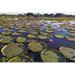 Ebern Designs Victoria Water Lily Pads in a Marsh by Drferry - Wrapped Canvas Photograph Metal | 32 H x 48 W x 1.25 D in | Wayfair