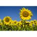 Gracie Oaks Sunflower by Servetdemir2014 - Wrapped Canvas Photograph Canvas | 12 H x 18 W x 1.25 D in | Wayfair 9D585FAD7D514EACAAD449F01B3DF7ED