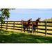 Gracie Oaks Horses Behind Fence at a Stud Farm Near Lexington Ky by Csfotoimages - Wrapped Canvas Photograph Canvas | Wayfair