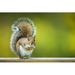 Millwood Pines Eastern Gray Squirrel (Sciurus Carolinensis) by Viktorcap - Wrapped Canvas Photograph Metal | 32 H x 48 W x 1.25 D in | Wayfair